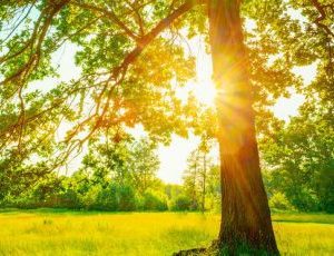 L’arbre de vie : un outil pour accompagner les ados<p style="font-size:14px; text-align:right; line-height:18px">Le 07/04/2025 de 09h30 à 16h30 à Chapelle-lez-Herlaimont</p>